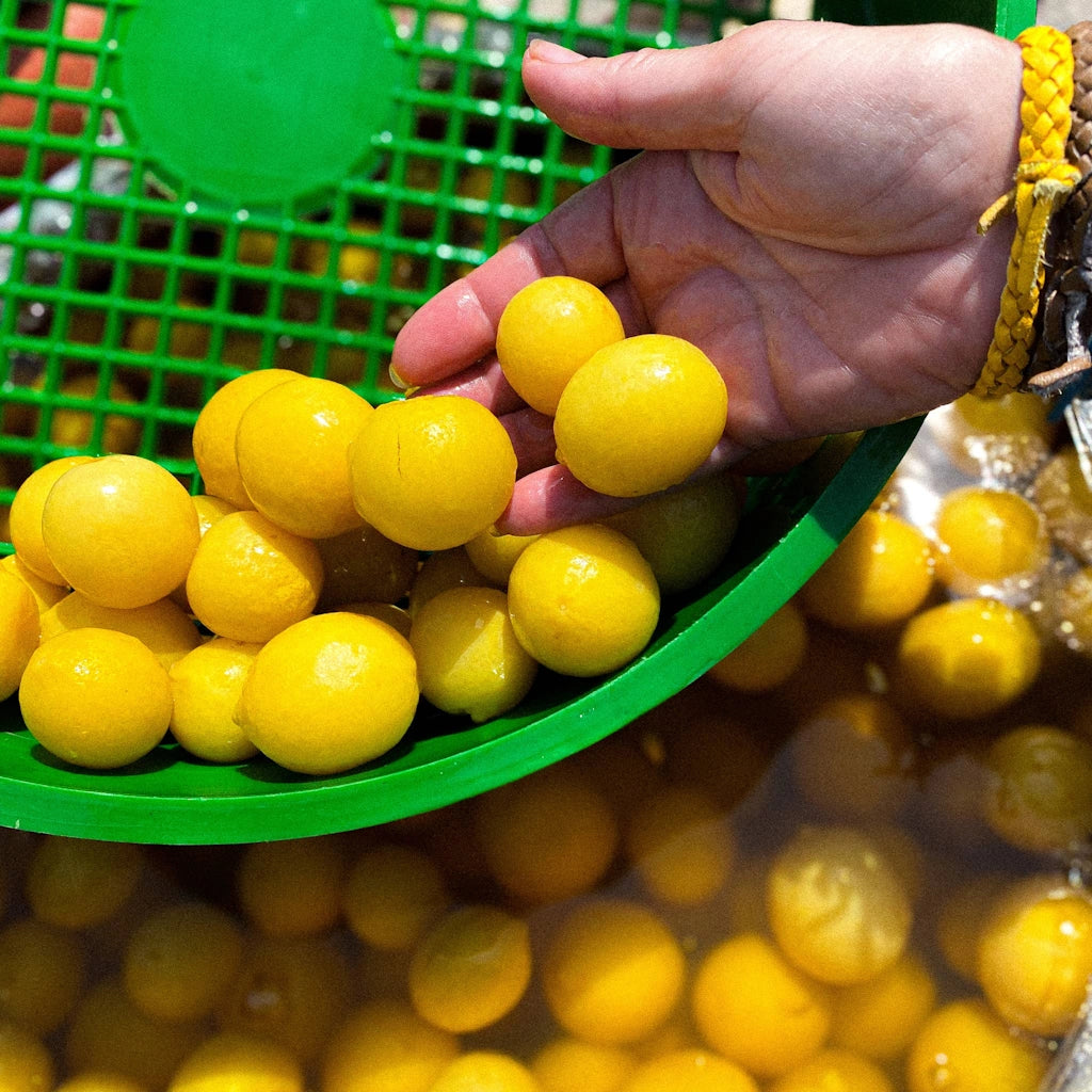 Baby Preserved Lemons, perfect for tagines but equally useful in dressings, marinades and even cakes.